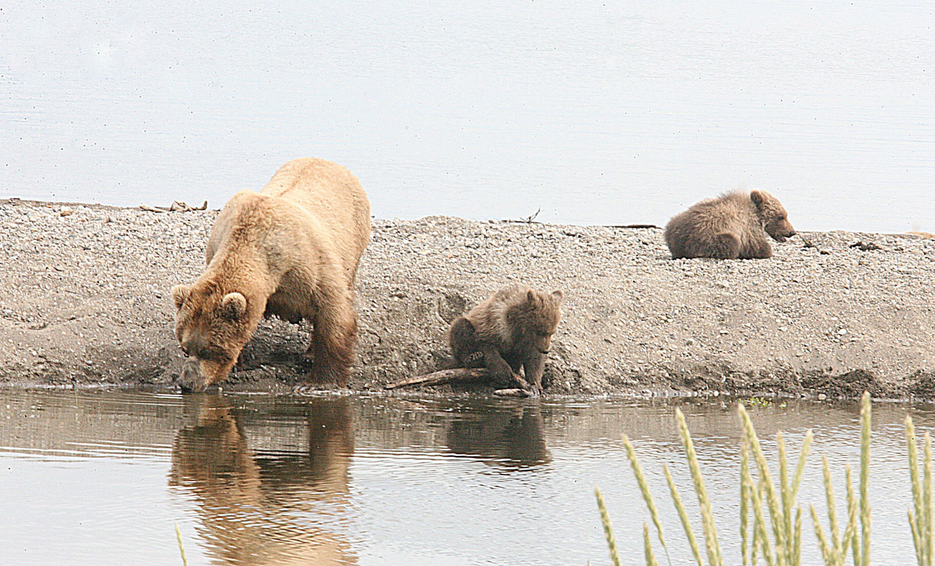 Brown bear mom and her cubs at Katmai National Park, Alaska